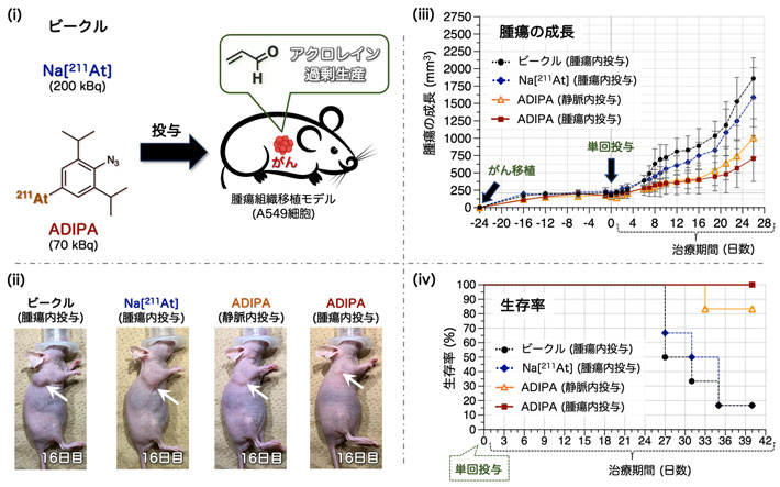 図2 ヒト肺がん移植マウスへの薬剤投与によるがん治療試験 (i) 試験に用いた薬剤。ビークルは溶媒のみ、Na[211At]はナトリウムと211Atの化合物、ADIPAは今回設計した治療分子。 (ii) ヒト肺がん細胞を移植したゼノグラフトモデルマウス4群の投与後16日目の写真。矢印は腫瘍を指す。 (iii) マウス4群における腫瘍の成長を表すグラフ。ADIPAを投与した群では、良好な腫瘍抑制効果が見られた。一方で、Na[211At]投与と溶媒のみ投与（ビークル）群では腫瘍の成長を抑制できなかった。 (iv) マウス4群における生存率を表すグラフ。ADIPAを投与した群の生存率は、投与後33日目まで100％だった。ビークルとNa[211At]を投与した群の生存率は、投与後35日目で15％近くまで低下した。