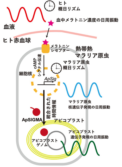 図3 宿主ヒトとマラリア原虫の概日リズムの統合メカニズム 