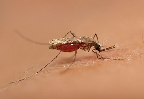 図1. 蚊に刺されることで媒介されるマラリアは現在も多くの人命を奪う重篤な感染症である（画像提供：長崎大学・二見恭子助教）
