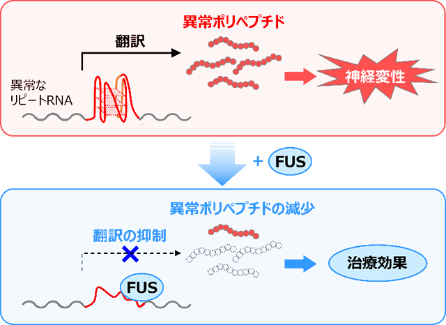 ALSとFTDの原因となる異常なポリペプチドの合成をFUSが制御することで、 治療効果を発揮すること発見