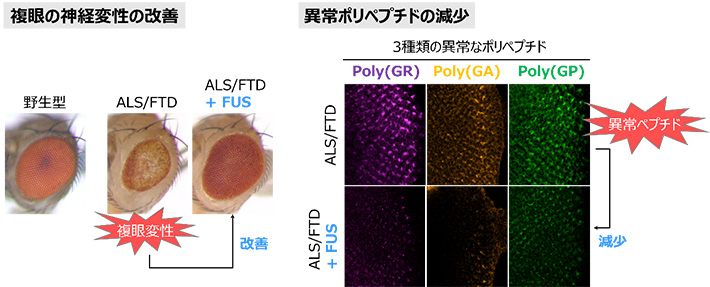 図 FUSは疾患モデルショウジョウバエの異常なポリペプチドの量を減少させ、複眼の神経変性を抑制する 