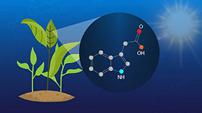 Investigating the Intricacies of Auxin Signaling Mechanisms in Algae