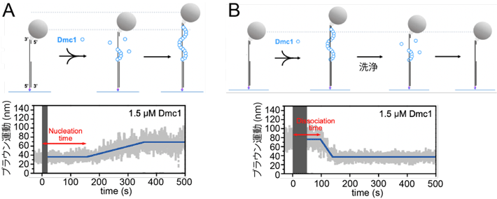 図3 DNAに結合させたビーズのブラウン運動を利用したDmc1フィラメントの形成（A）および解離（B）の検出 
