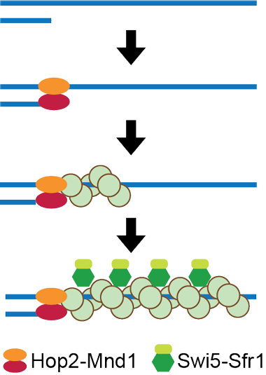 図4 Dmc1がフィラメント形成過程で受ける制御。Hop2-Mnd1は一本鎖と二本鎖の境界からDmc1フィラメント形成の開始を促進し、Swi5-Sfr1は形成したフィラメントからのDmc1の解離を抑制することでDmc1フィラメントを安定化する。どちらの因子も結果的にDmc1による相同組換えを促進する。 