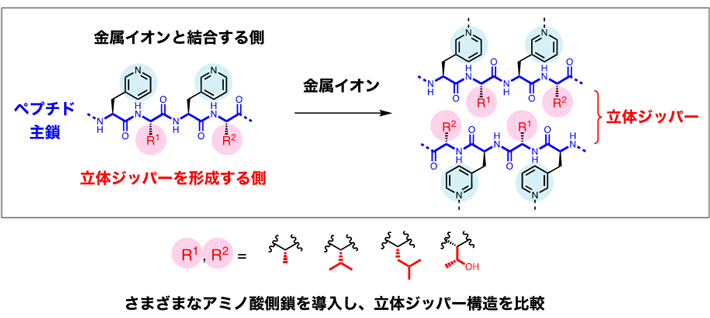 図1 ペプチドの配列設計 