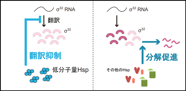 図2 σ32の存在量制御。 今回発見された低分子量Hspによる制御機構（左）は、σ32が生産される前の翻訳段階における制御である。一方、他のHspによる制御（右）では、既に生産されたσ32を分解することで存在量を制御する。