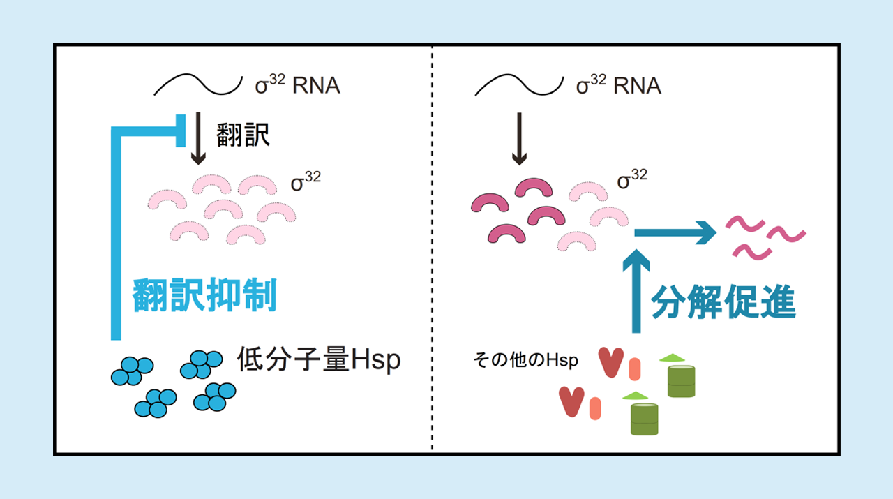 熱ショックタンパク質発現制御の新たな仕組みを20年ぶりに発見