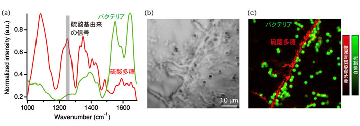図2 バイオフィルムマトリックス内の超解像赤外イメージングの結果 （a）シアノバクテリアと硫酸多糖成分を多く含む試料の赤外吸収スペクトル （b）バイオフィルム試料の光学顕微鏡像 （c）硫酸多糖由来の成分の赤外吸収信号強度像とシアノバクテリア由来の自家蛍 光強度像の重ね合わせ