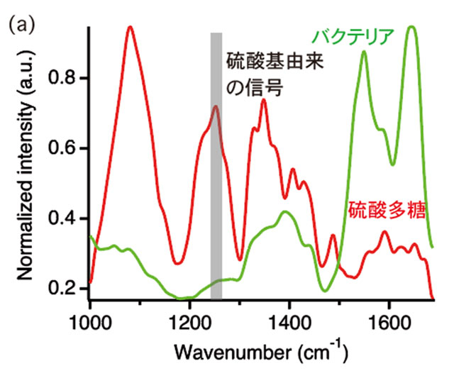 図2 バイオフィルムマトリックス内の超解像赤外イメージングの結果 （a）シアノバクテリアと硫酸多糖成分を多く含む試料の赤外吸収スペクトル