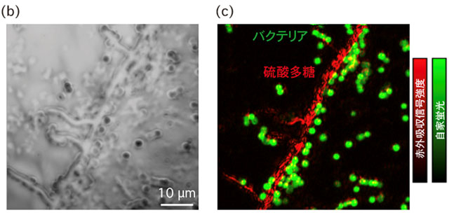 図2 バイオフィルムマトリックス内の超解像赤外イメージングの結果 （b）バイオフィルム試料の光学顕微鏡像 （c）硫酸多糖由来の成分の赤外吸収信号強度像とシアノバクテリア由来の自家蛍 光強度像の重ね合わせ