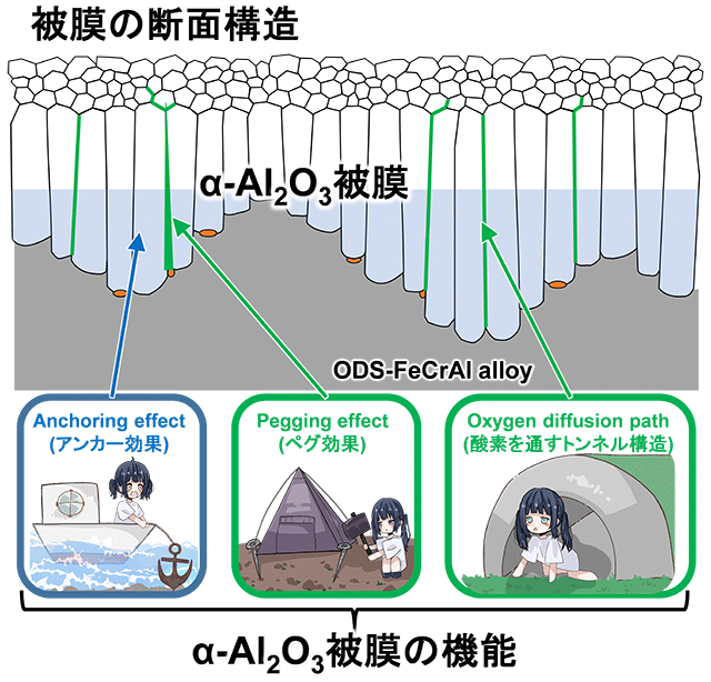 図2 α-Al2O3被膜が剥がれにくくなるメカニズム 