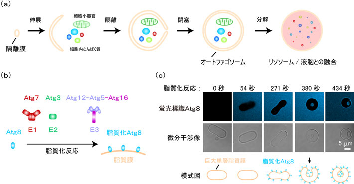 図1 Atg8－E1－E2－E3による膜嵌入 （a）オートファゴソームは、隔離膜が伸展しながら内部に嵌入し、細胞内たんぱく質や細胞小器官などを取り込みながら形成される。取り込んだ内容物はリソソーム／液胞との融合により分解される。 （b）隔離膜に豊富に存在する脂質化Atg8は、E1、E2、E3の各酵素の働きによって形成される。この酵素反応は脂質化反応と呼ばれる。 （c）扁長の巨大単層脂質膜にAtg8の脂質化反応を行うと、膜形態が扁長状から、膜の一部が内部へ嵌入した球状へと変化する。380秒の顕微鏡像は模式図を矢印の方向から見た像を表している。（スケールバー：5マイクロメートル）