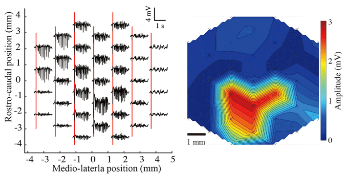 図4 薬剤誘発型てんかんモデルラットを用いたてんかん様脳波の計測結果（左）とマッピング（右） 