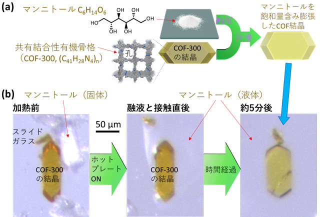 図1 本発明の材料創製。（a）着想の模式図、（b）作製実験中に顕微鏡下で撮影した写真。 