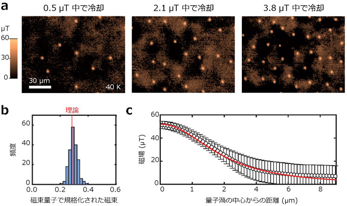 図2 量子渦磁場の広視野精密イメージング a 超伝導転移温度より上から超伝導転移温度以下の40 Kまで3つの異なる磁場を印加しながら冷却した超伝導体における量子渦の像。明るい点が量子渦。左から右に向かって磁場が大きくなるとともに量子渦の個数が増えていることが分かる。b 多数の量子渦を調べ、磁束が量子化していることを示した結果。赤い縦線は超伝導体とダイヤモンド量子センサの距離を考慮して求められた観測されるべき磁束の理論値。c 量子渦の中心からの距離の関数として量子渦の周りの磁場分布を求めたもの。ここでも多数の量子渦の観測結果を用いている。赤い実線は理論モデル。