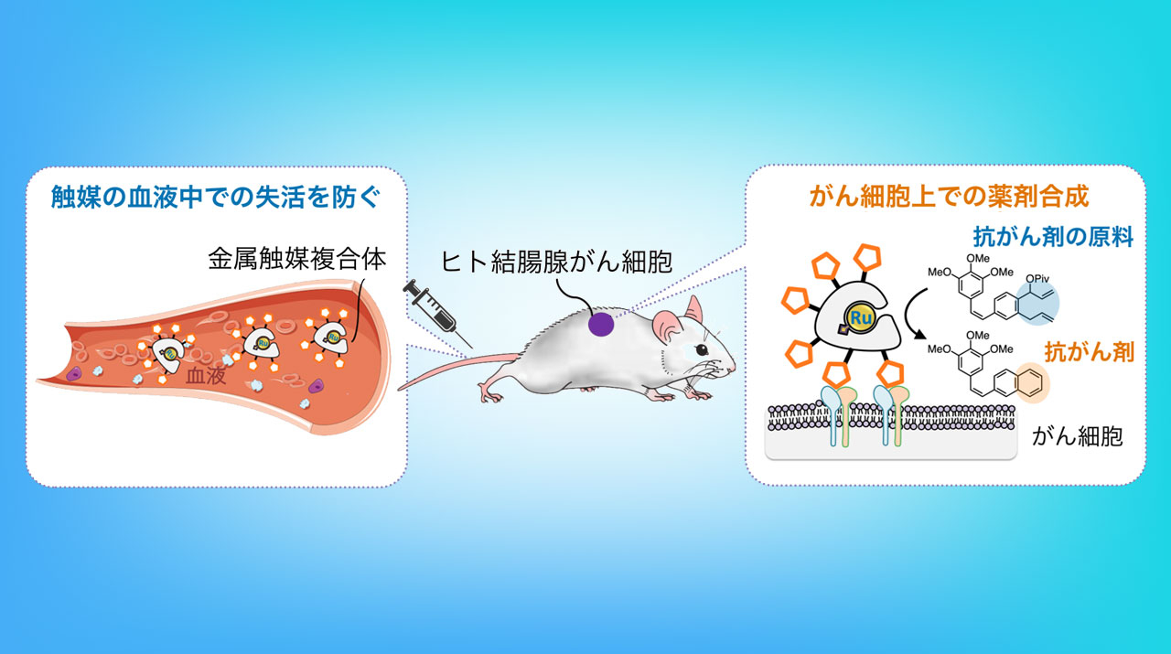 極微量の触媒で抗がん剤を体内で大量生産