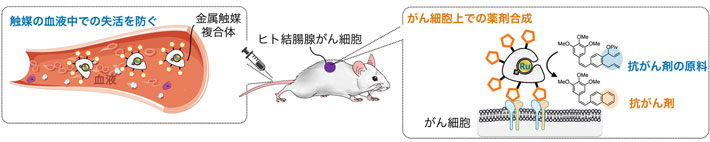 血液中で安定で高活性な金属触媒によるがん細胞選択的な抗がん剤合成