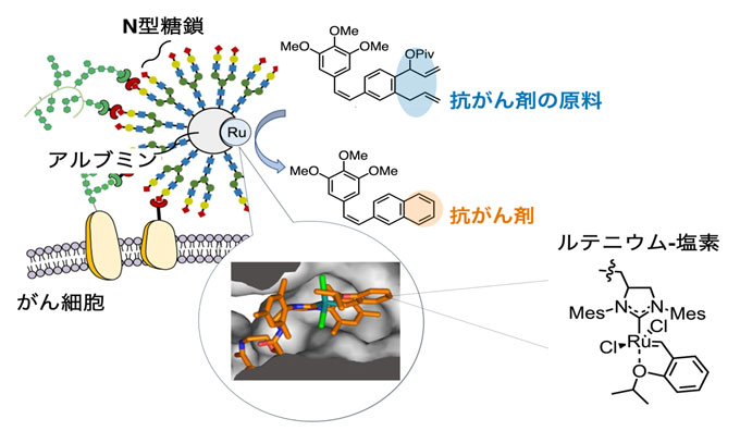 図1 ルテニウム-塩素による抗がん剤合成 アルブミン[6]の疎水性ポケットの中にルテニウム-塩素が結合し（吹き出し内の写真）、アルブミン表面にN型糖鎖（タンパク質中のアスパラギン残基に結合する糖鎖）が複数導入されている。アルブミンとルテニウム-塩素の複合体が体内のがん細胞へ選択的に移行し、その場で抗がん剤の原料を抗がん剤に変換する。