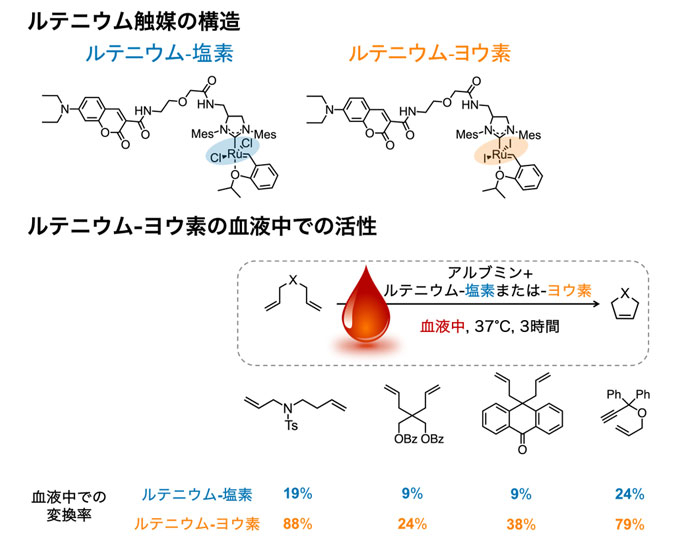 図2 ルテニウム-ヨウ素の構造と触媒活性 （上）ルテニウム-塩素とルテニウム-ヨウ素の化学構造式。構造の左側がアルブミンとの結合に重要な構造で右側（色を付けた部分）が触媒活性を担う構造。触媒活性に重要なルテニウム（Ru）周りの構造を変換することで、反応性を制御できる。 （下）ルテニウム-ヨウ素が血液中で触媒する、分子内で環を形成する反応（閉環メタセシス）と、それぞれの基質の変換率の例。2.5 mol%のルテニウム-ヨウ素を加えた血液中で、それぞれの基質を37℃で3時間反応させた。