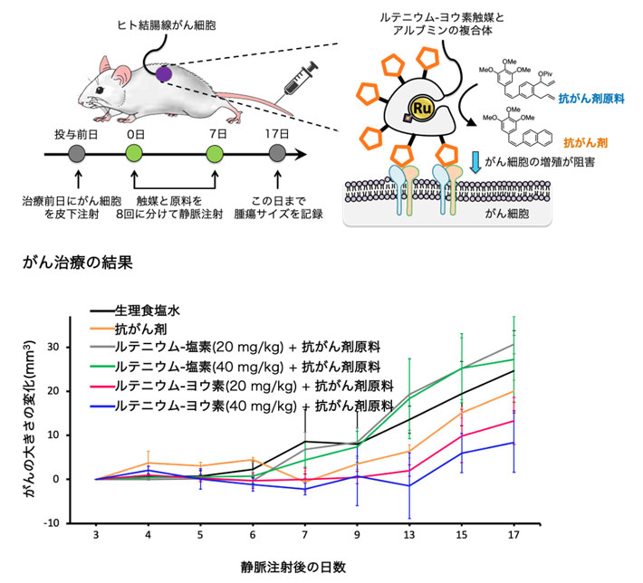 図4 ヒト結腸腺がん細胞移植マウスへの薬剤投与によるがん治療試験 （上）マウスにヒトがん細胞を皮下注射し、その翌日から8日間、1日1回ルテニウム触媒と抗がん剤原料を静脈注射した。ルテニウム-塩素もしくは-ヨウ素はアルブミンとの複合体として注射した。アルブミン表面にはがん細胞に移行する環状のペプチド（複数個のアミノ酸が脱水縮合してつながったもの。図中では五角形）を付与した。治療開始から数日おきに、皮膚上からがんをつまんで大きさを計測した。 （下）生理食塩水のみの群（黒）およびルテニウム-塩素+抗がん剤原料の群（灰、緑）に比べて、抗がん剤のみの群（黄）およびルテニウム-ヨウ素+抗がん剤原料の群（赤、青）ではがんの成長が抑制された。ルテニウム-ヨウ素+抗がん剤原料の群では、ルテニウム-ヨウ素の量を増やすと抗がん作用が増大した。