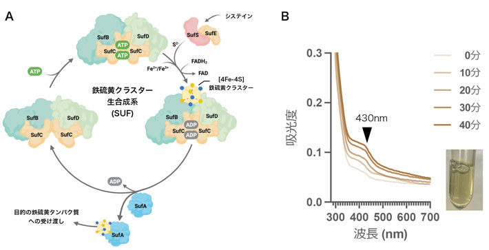 図1 SUF鉄硫黄クラスター生合成系の試験管内再構成 （A）試験管内で再構成した鉄硫黄クラスター生合成系の1つであるSUFマシナリー。SufS/SufE複合体がシステインから硫黄原子を提供し、SufBC2D複合体上で硫黄原子と鉄原子が集積し、FADH2[用語6]の還元力を利用しながら[4Fe-4S]クラスターを形成する。（B）時間経過とともに鉄硫黄クラスターが合成されていることを波長430 nmの吸光度で確認。