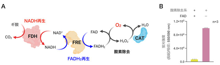 図2 酸素除去と補酵素合成を同時に行う3酵素カスケード反応 （A）ギ酸を還元力にNADHを再生するギ酸デヒドロゲナーゼ（FDH）、NADHの還元力を利用してFADH2を再生するFAD還元酵素（FRE）、そしてFADH2と酸素が自発的に反応することによって生じる過酸化水素を水と酸素に変換するカタラーゼ（CAT）による連続反応によって、酸素除去と補酵素合成を同時に実現している。（B）酸素除去系（3酵素カスケード反応）とFADの存在下で酸素が効率的に取り除かれていることを示した図。溶液中の酸素の残存量評価はレゾルフィンと呼ばれる蛍光色素を用いて行った。レゾルフィンは還元的な環境では半透明非蛍光のジヒドロレゾルフィンとなる。