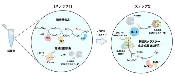 図3 試験管内での鉄硫黄タンパク質アコニターゼのワンポット合成 0.2 mLの無細胞翻訳系の反応溶液が入った試験管(チューブ)の中でアポ酵素をmRNAから合成すると同時に、3種類の酵素反応で酸素を除去しながらSUF系に必要な補酵素FADH2を合成する[ステップ1]。そこに6種類のSUFタンパク質(SufABCDSE)と鉄イオンを添加することで鉄硫黄クラスター生合成系を動かし、アポ酵素に[4Fe-4S]クラスターを受け渡すことでホロ酵素[用語10]を最終的に作る[ステップ1]。本研究ではクエン酸回路に必須な鉄硫黄クラスターを有する酵素であるアコニターゼを合成する実験を行った。(Credit: Wang and Nishikawa et al. 2023 ACS Synthetic Biologyから改変)