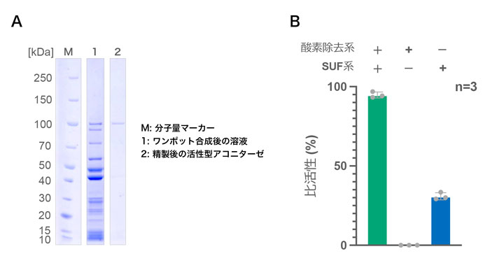 図4 試験管内でワンポット合成したアコニターゼ酵素及びその活性確認 （A）無細胞翻訳系PUREfrexに酸素除去系、鉄硫黄クラスター生合成系（SUF系）と鉄イオンを加えてワンポット合成した活性型アコニターゼ酵素の泳動結果。（B）化学的に鉄硫黄クラスターを再構成した大腸菌由来アコニターゼとの活性比較。試験管内でワンポット合成した活性型アコニターゼの非活性は約95%の非活性を示した（n=3）。またSUF系のみで合成したアコニターゼも約30%の非活性を示した。