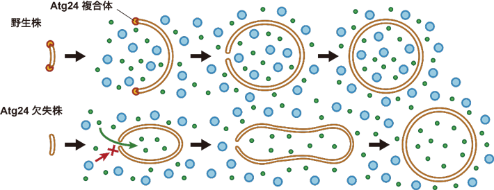図1 Atg24複合体の作用機序 