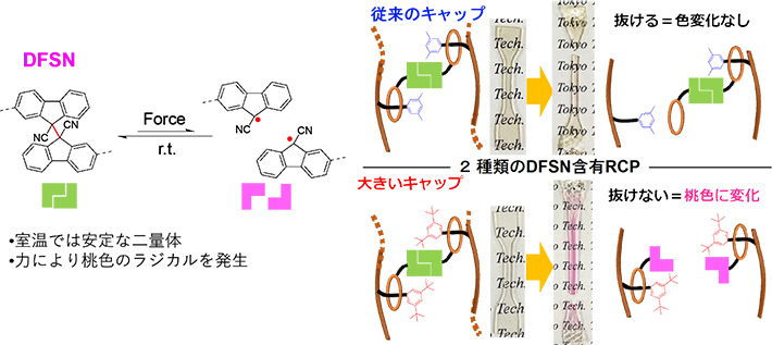 図4 DFSN骨格の性質（左）と本研究で行ったロタキサン解離挙動の可視化（右） 