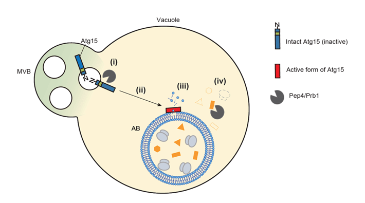 図1 ホスホリパーゼAtg15がオートファジックボディ膜の分解を起こす仕組み 
