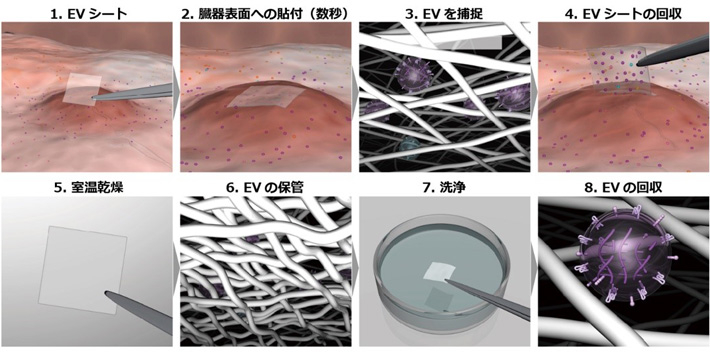 図2 EVシート貼付によるEV回収 