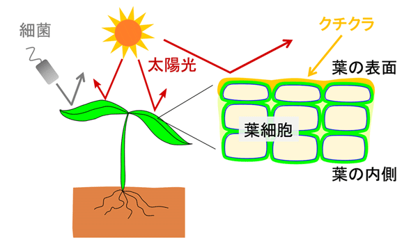 図1 植物のクチクラには、太陽光や細菌などから植物の体を守る働きがある。 
