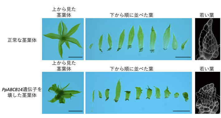 図2. 正常なヒメツリガネゴケとPpABCB14遺伝子を壊したヒメツリガネゴケの茎葉体と、下から順に並べた葉。一番右側の写真は、蛍光試薬で細胞壁を染色したときの若い葉の蛍光像。蛍光試薬により、細胞の形が見えるようになっている。