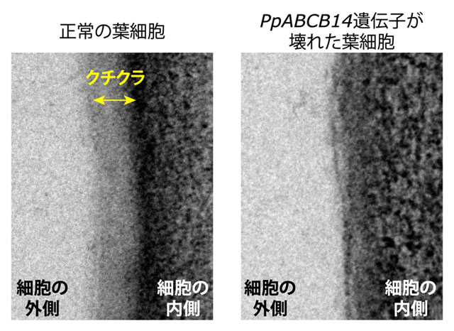 図4. ヒメツリガネゴケの葉細胞の電子顕微鏡写真 正常の葉細胞では、細胞表面にクチクラが存在するが、PpABCB14遺伝子が壊れた葉細胞ではクチクラが無くなっている。