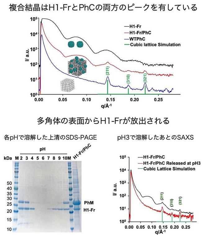 図2 H1-Fr/PhCのSAXSと溶解後の結晶 