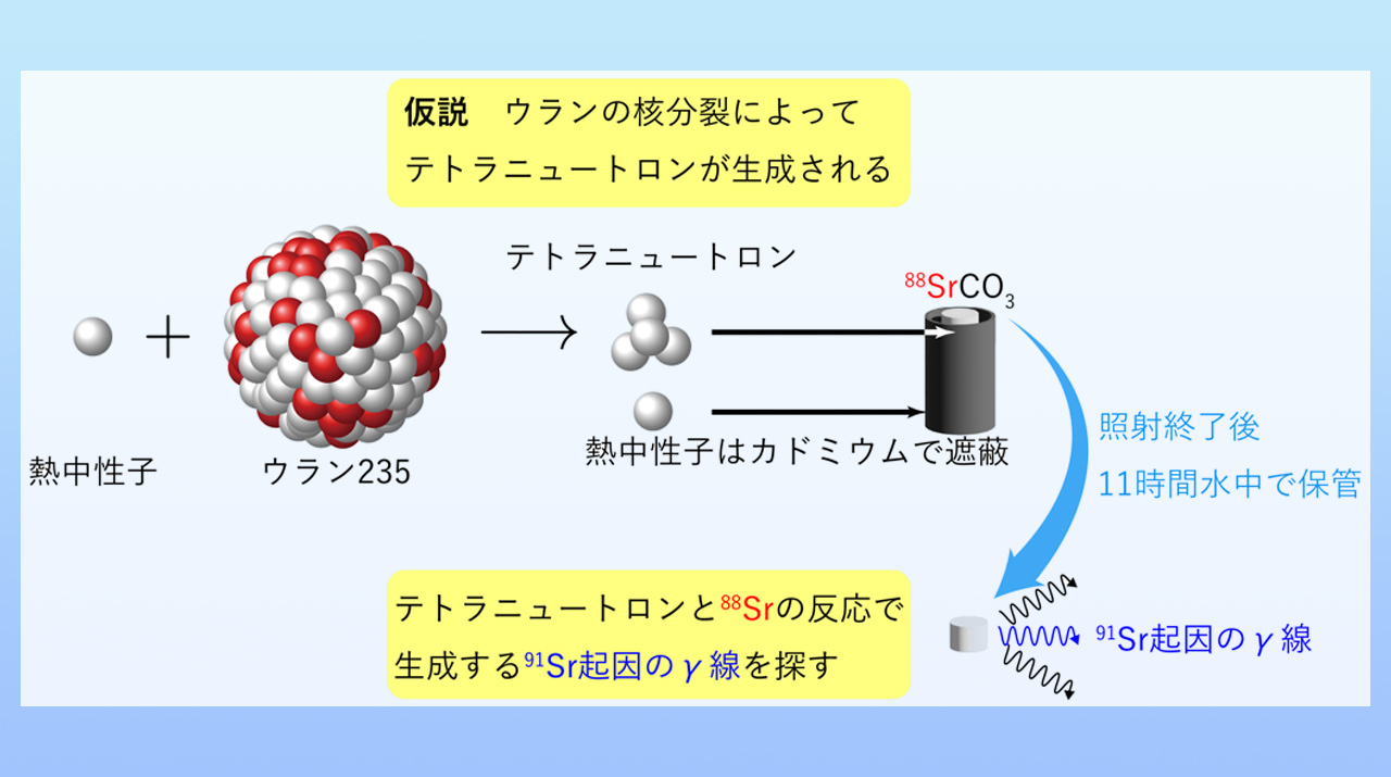 陽子を含まない原子核の痕跡を原子炉で探す
