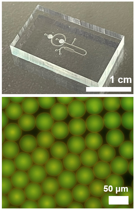 （上）均一人工細胞製造用マイクロ流体チップの外観。（下）この流路で製造し回収した均一な人工細胞容器（巨大リポソーム）