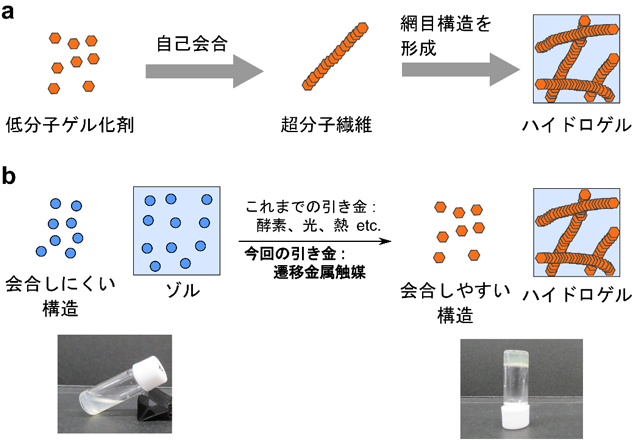 図1 低分子ゲル化剤のゲル形成 （a）低分子ゲル化剤のゲル化メカニズム。低分子同士が会合することで、網目繊維構造を形成し、水溶液のゲル化を引き起こす。（b）刺激に応答する低分子ゲル化剤。酵素反応や光などの引き金によって化学変化し、低分子ゲル化剤は会合しにくい構造から会合しやすい構造へと変化する。今回の研究では遷移金属触媒反応を引き金としてゲル化する低分子ゲル化剤の開発を行った。