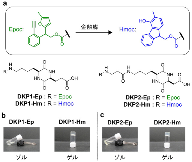 図2 開発したゲル化剤の化学構造とゲル化特性 （a）今回の研究で開発したゲル化剤。Epoc基は芳香環が小さく会合しにくいことからEpoc基を持つ低分子はゲルを形成しにくい一方で、Hmoc基は大きな芳香環から成るため、Hmoc基を持つ低分子はゲルを形成しやすい。金触媒反応によってEpoc基からHmoc基への変換を起こすことができるため、Epoc基を持つ低分子は金触媒反応を引き金としてゲル化すると考えた。（b、c）ゲル化剤を緩衝液（水溶液）中に分散させたサンプルの写真。Hmoc基を持つ低分子はゲルを構築しやすい。