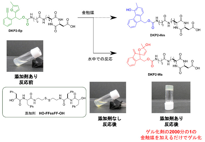 図3 水溶媒条件での金触媒反応を引き金とするゲル化 緩衝液（水溶液）中で開発したDKP2-Epを金触媒と反応させても、ゲル化する化学構造であるDKP2-Hmには変換されなかった。水中では金触媒存在下でDKP2-Epと水分子が反応し、DKP2-Waが得られる。この分子は添加剤であるHO-FFssFF-OH存在下でゲルを形成するため、この添加剤共存下での金触媒反応はゲル化の引き金として働くといえる。