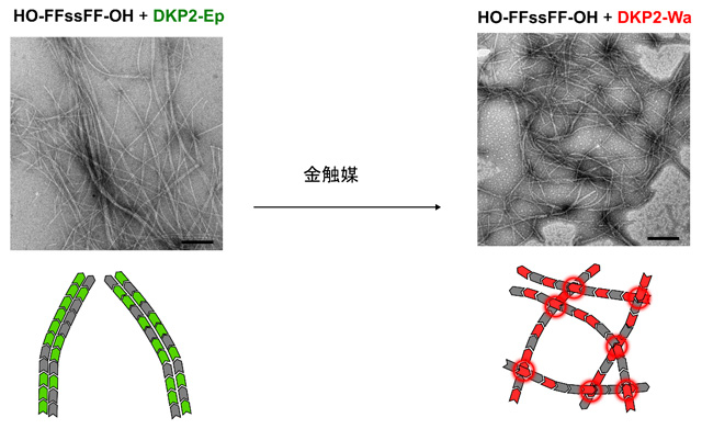 図4 ゲル化剤が形成する繊維構造の電子顕微鏡観察 ゲルを形成しないDKP2-EpとHO-FFssFF-OHを共存させた条件では、束になった繊維構造を形成しやすい一方、金触媒と反応させてDKP2-WaとHO-FFssFF-OHを共存させた条件では、繊維構造が網目構造に大きく変化した。このように、金触媒によるゲル化剤の化学反応はゲルの繊維構造に大きな変化をもたらし、ゾル（コロイド溶液）からゲルへの転移を引き起こす。