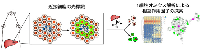 図1 近接細胞の光標識技術と1細胞オミクスに基づく細胞間相互作用因子の探索 生体組織において特定の細胞に近接し、相互作用する細胞を光標識する。そして、光標識を目印にして、破砕した臓器から細胞間相互作用に関連した細胞を回収し、1細胞オミクスによって相互作用因子を探索する。