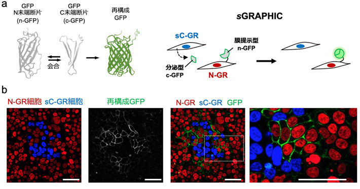 図2 sGRAPHICシステムの概略 （a）分泌されたc-GFPが近傍の細胞膜上に発現したn-GFPと会合することで、再構成GFPの蛍光シグナルが検出される。n-GFPとc-GFPの分子構造はAlphaFold2の予測に基づく。（b）sGRAPHICレポーターを遺伝子導入した細胞を共培養し顕微鏡観察すると、sC-GR発現細胞（青色シグナル）の近くに位置するN-GR発現細胞（赤色シグナル）において再構成GFP由来の緑色シグナルが観察された。図中のスケールバーは50 μmを示す。