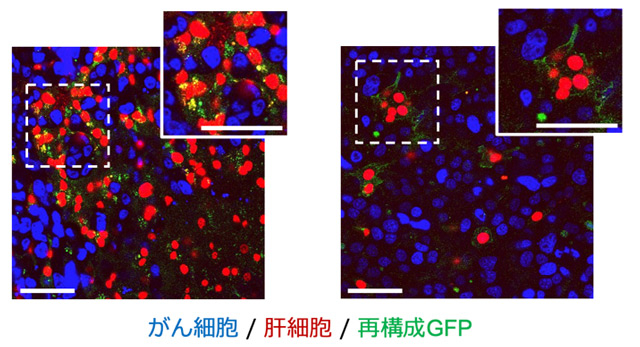 図3 肝転移病巣でのsGRAPHIC標識 マウスの肝転移病巣におけるがん細胞と相互作用する肝実質細胞をsGRAPHIC標識した。青色シグナルと赤色シグナルはそれぞれがん細胞と肝実質細胞の細胞核を、緑色シグナルは再構成GFPの存在を示す。図中のスケールバーは50 μmを示す。