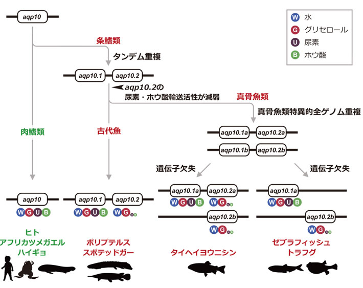 図1 aqp10遺伝子の進化と基質選択性の多様性 