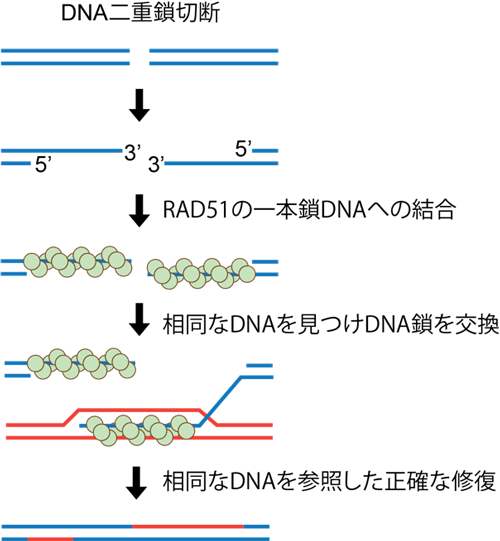 図1 相同組換え過程とRAD51の役割 