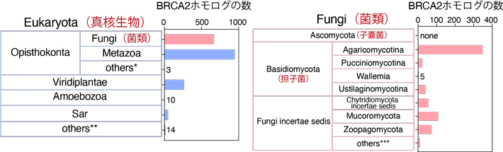 図2 BRCA2ホモログは子嚢菌以外の真核生物全般に広く見つかる。 