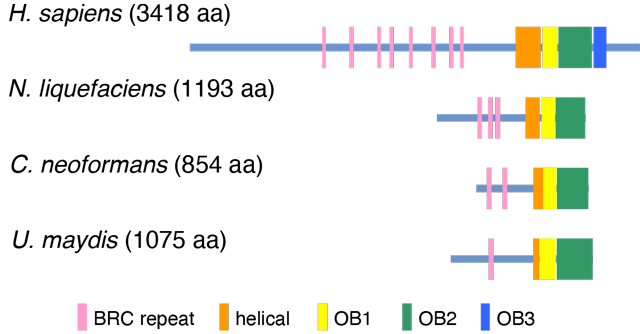 図3 ヒトBRCA2と菌類のBRCA2ホモログ 