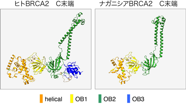 図4 ヒトと菌類のBRCA2C末端は極めて類似した構造をとる。 